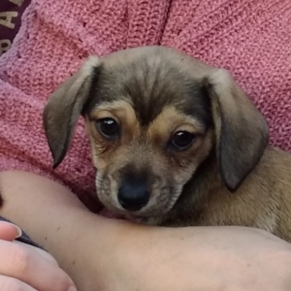 Sammy - Picture 1 of 1